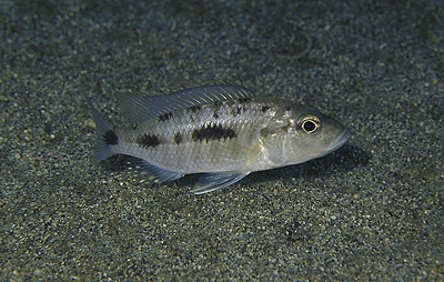 'Hemitaeniochromis' sp. 'urotaenia tanzania' Makonde